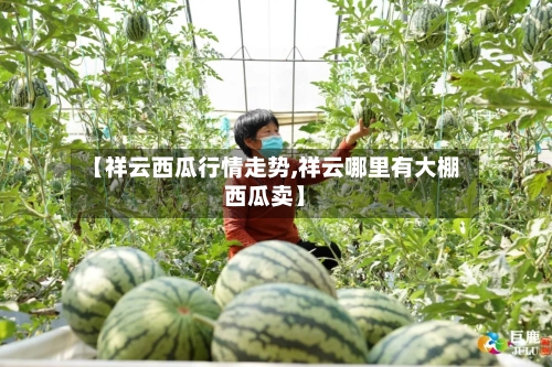 【祥云西瓜行情走势,祥云哪里有大棚西瓜卖】