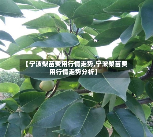 【宁波梨苗费用行情走势,宁波梨苗费用行情走势分析】