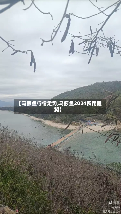 【马鲛鱼行情走势,马鲛鱼2024费用趋势】