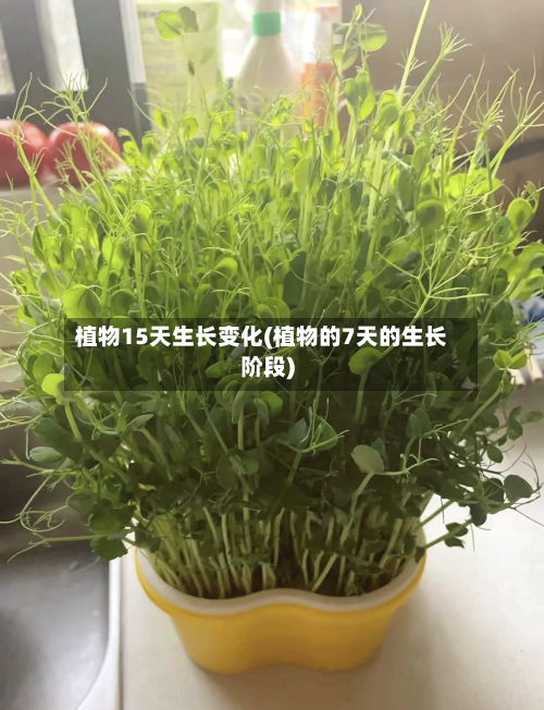 植物15天生长变化(植物的7天的生长阶段)
