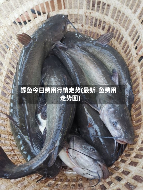 鲽鱼今日费用行情走势(最新鮰鱼费用走势图)