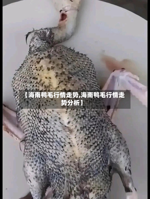 【海南鸭毛行情走势,海南鸭毛行情走势分析】
