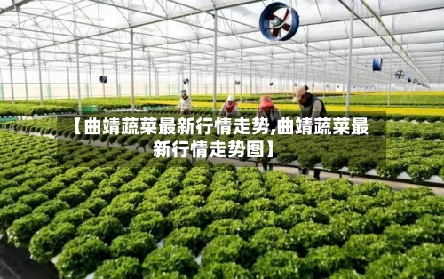 【曲靖蔬菜最新行情走势,曲靖蔬菜最新行情走势图】