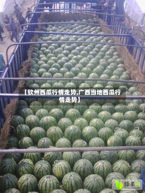 【钦州西瓜行情走势,广西当地西瓜行情走势】