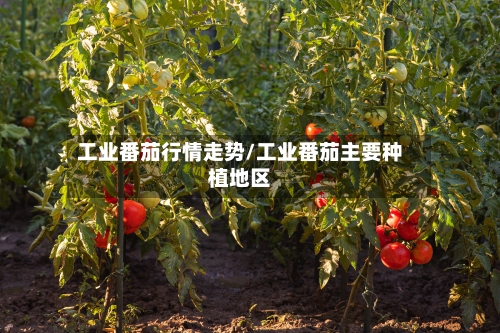 工业番茄行情走势/工业番茄主要种植地区