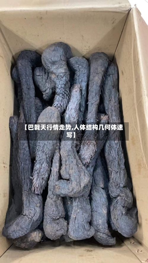 【巴戟天行情走势,人体结构几何体速写】