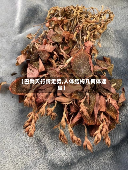 【巴戟天行情走势,人体结构几何体速写】
