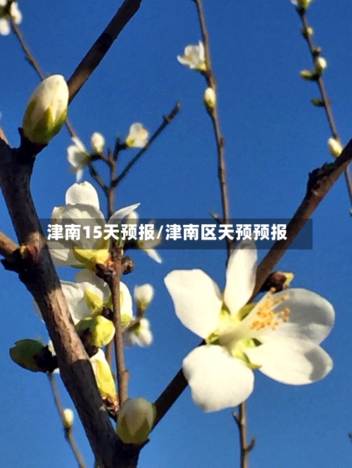 津南15天预报/津南区天预预报