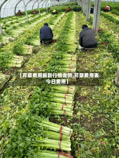 【芹菜费用最新行情走势,芹菜费用表今日费用】