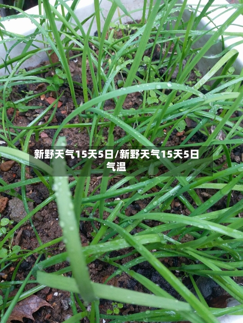 新野天气15天5日/新野天气15天5日气温