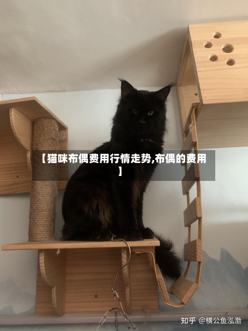 【猫咪布偶费用行情走势,布偶的费用】