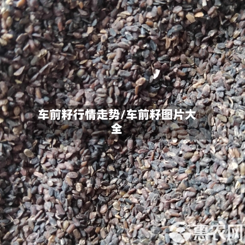 车前籽行情走势/车前籽图片大全