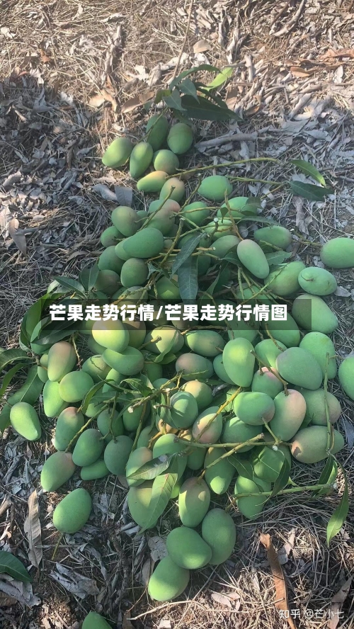 芒果走势行情/芒果走势行情图