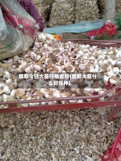 邯郸今日大蒜行情走势(邯郸大蒜什么时候种)