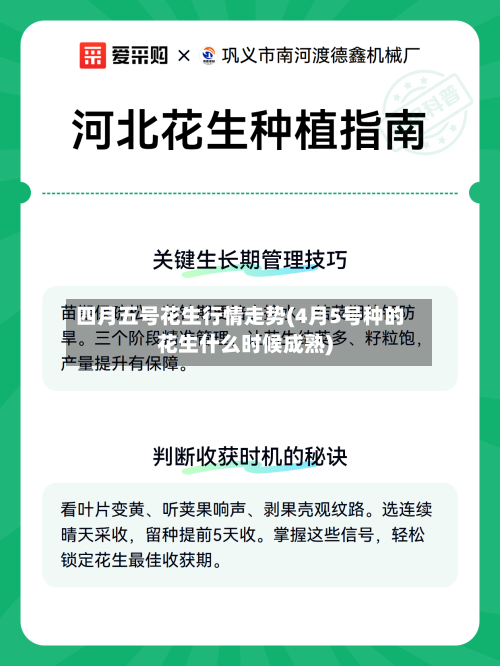 四月五号花生行情走势(4月5号种的花生什么时候成熟)