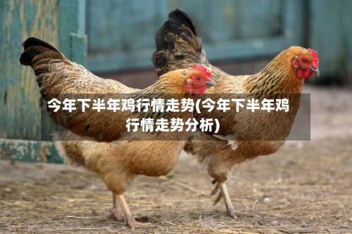 今年下半年鸡行情走势(今年下半年鸡行情走势分析)