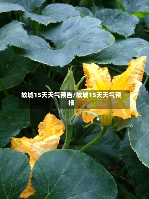 故城15天天气预告/故城15天天气预报