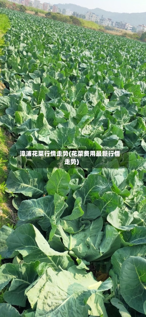 漳浦花菜行情走势(花菜费用最新行情走势)