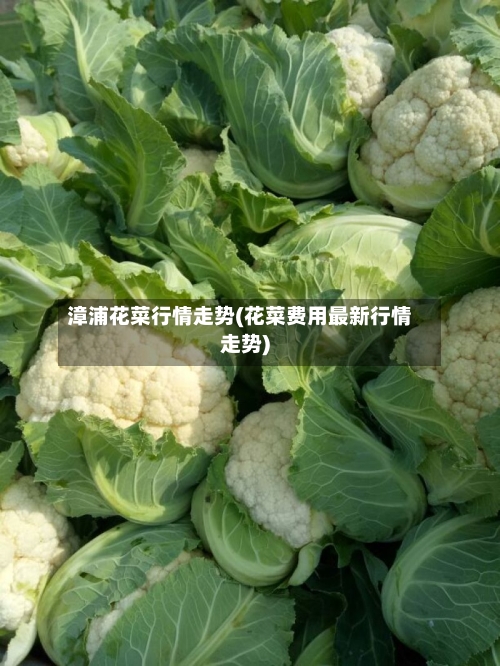 漳浦花菜行情走势(花菜费用最新行情走势)