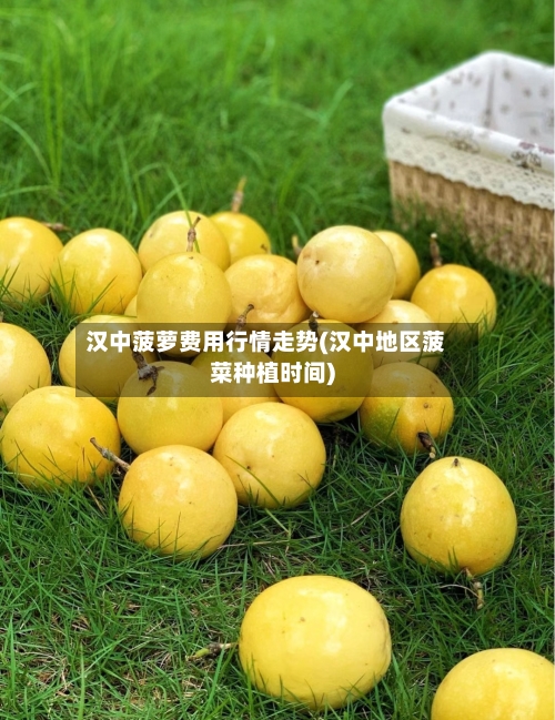 汉中菠萝费用行情走势(汉中地区菠菜种植时间)