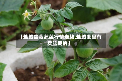 【盐城盆栽蔬菜行情走势,盐城哪里有卖盆栽的】