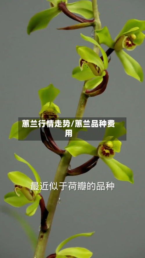 蕙兰行情走势/蕙兰品种费用