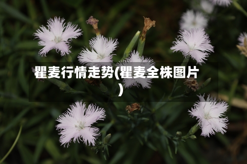 瞿麦行情走势(瞿麦全株图片)