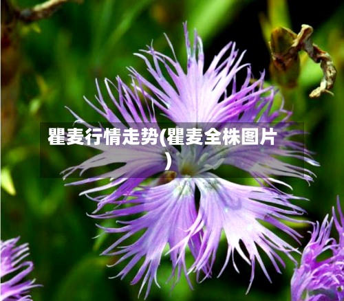 瞿麦行情走势(瞿麦全株图片)