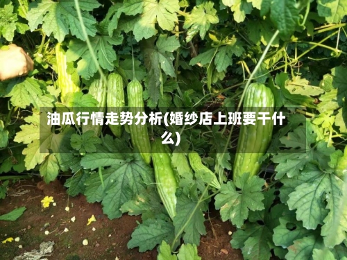 油瓜行情走势分析(婚纱店上班要干什么)