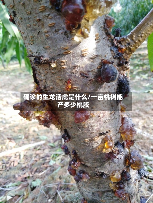 确诊的生龙活虎是什么/一亩桃树能产多少桃胶