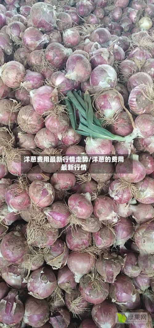 洋葱费用最新行情走势/洋葱的费用最新行情