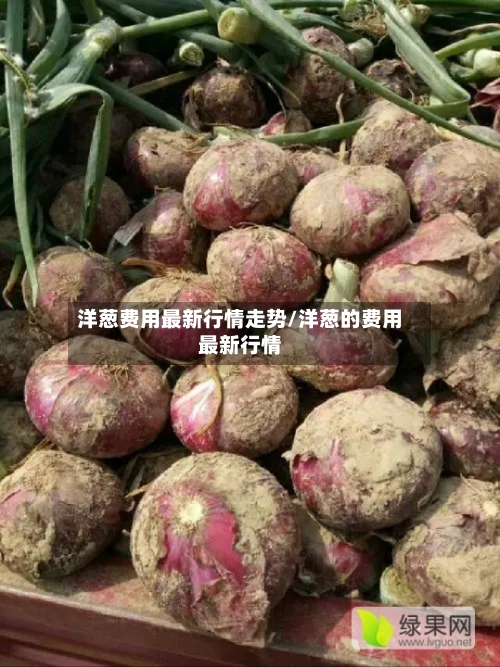 洋葱费用最新行情走势/洋葱的费用最新行情