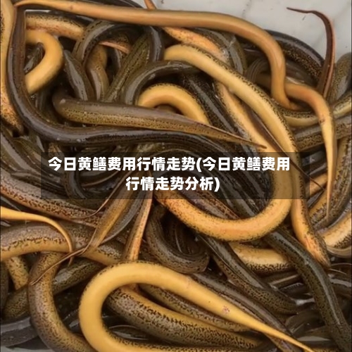 今日黄鳝费用行情走势(今日黄鳝费用行情走势分析)
