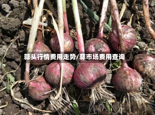 蒜头行情费用走势/蒜市场费用查询