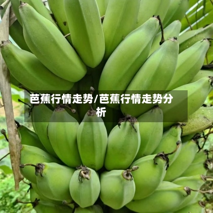 芭蕉行情走势/芭蕉行情走势分析