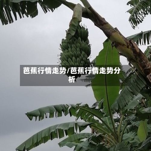 芭蕉行情走势/芭蕉行情走势分析
