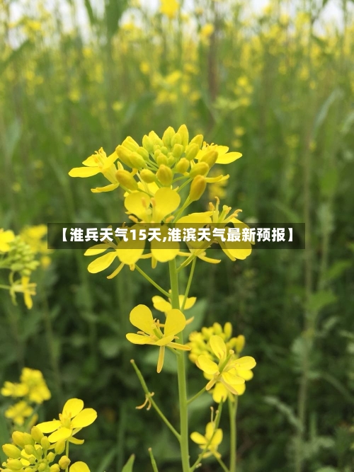 【淮兵天气15天,淮滨天气最新预报】