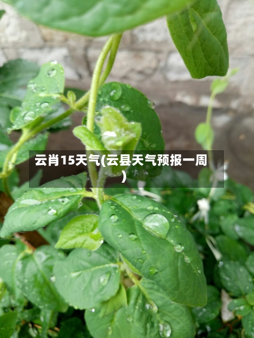 云肖15天气(云县天气预报一周)