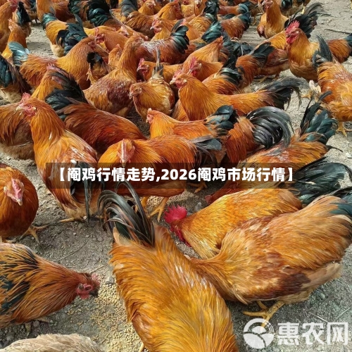 【阉鸡行情走势,2026阉鸡市场行情】