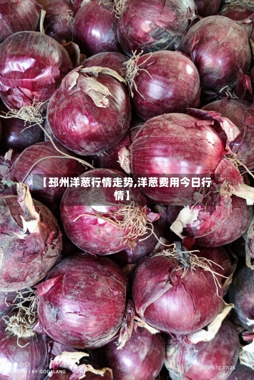 【邳州洋葱行情走势,洋葱费用今日行情】