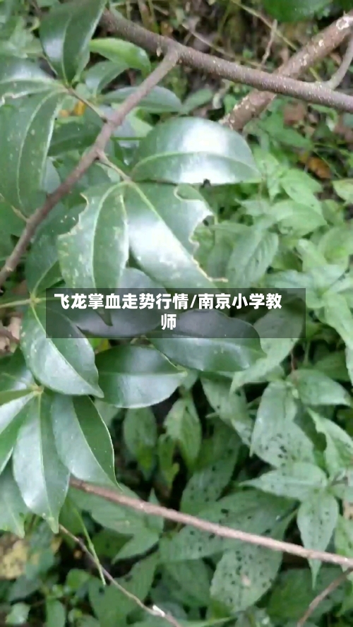 飞龙掌血走势行情/南京小学教师