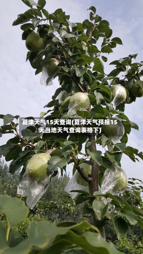 夏津天气15天查询(夏津天气预报15天当地天气查询表格下)
