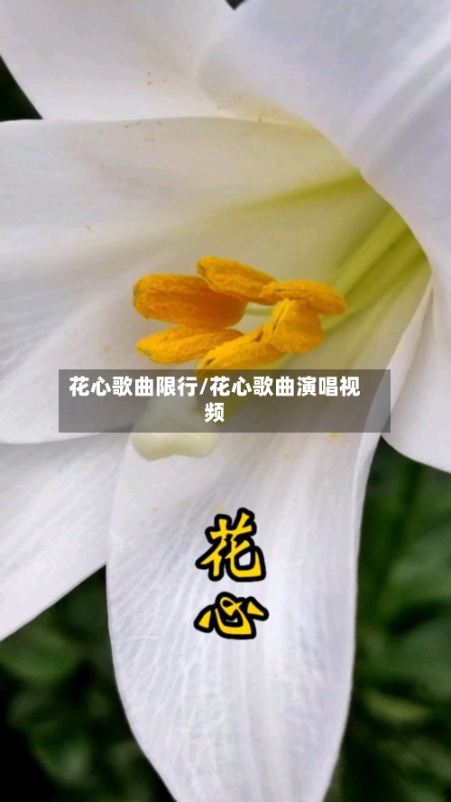 花心歌曲限行/花心歌曲演唱视频