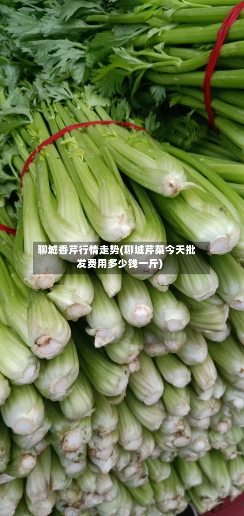 聊城香芹行情走势(聊城芹菜今天批发费用多少钱一斤)