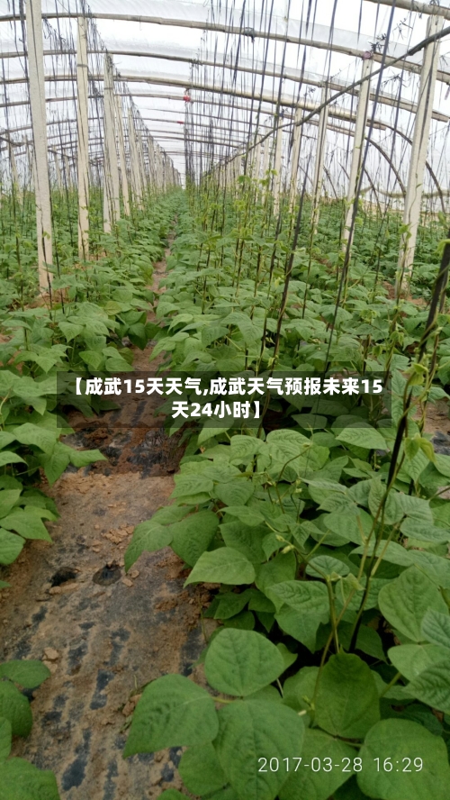 【成武15天天气,成武天气预报未来15天24小时】