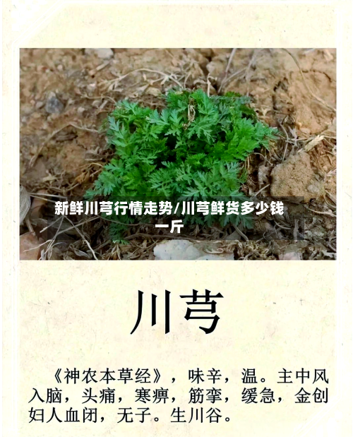 新鲜川芎行情走势/川芎鲜货多少钱一斤