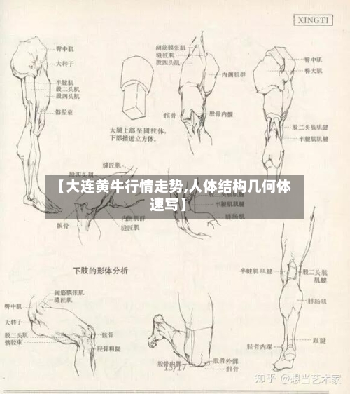 【大连黄牛行情走势,人体结构几何体速写】