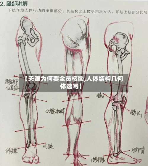 【天津为何要全员核酸,人体结构几何体速写】