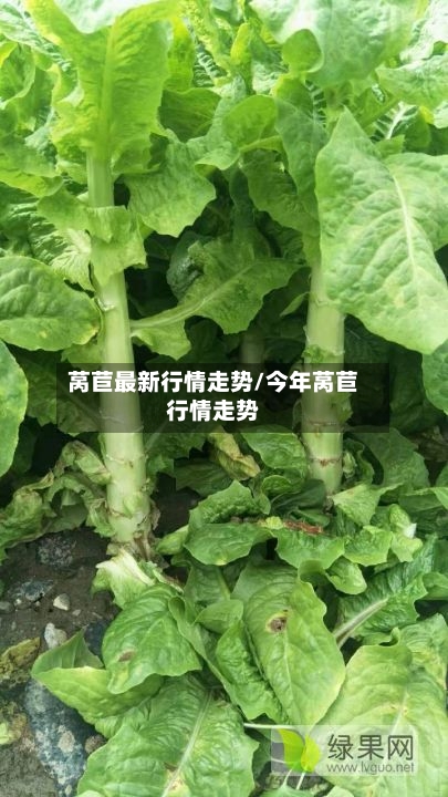 莴苣最新行情走势/今年莴苣行情走势