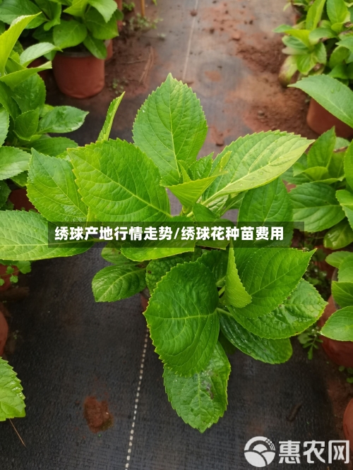 绣球产地行情走势/绣球花种苗费用